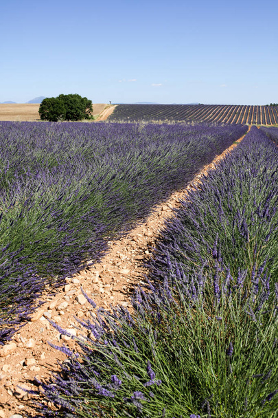 paysages de lavande en Provence
 - Photo, image