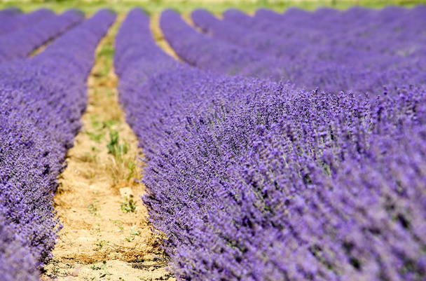 landscapes of lavender in Provence - Foto, Bild