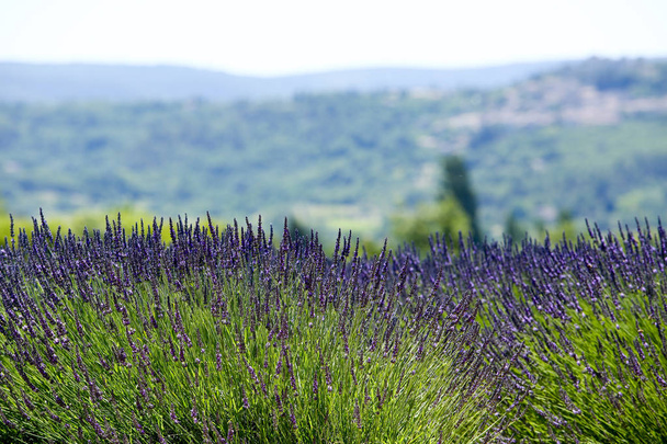 Lavendellandschaften in der Provence - Foto, Bild