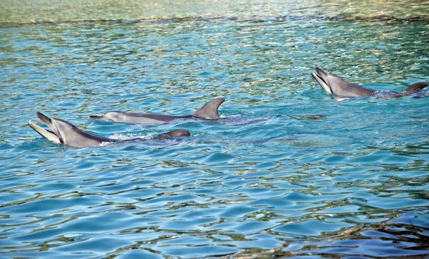 c'est une petite gousse de dauphins dans l'eau
 - Photo, image