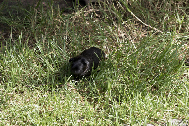 Świnka Gwinea wypasuje się na trawie - Zdjęcie, obraz
