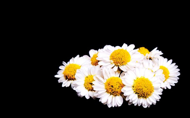 Kamomilla kukkia mustalla taustalla
 - Valokuva, kuva