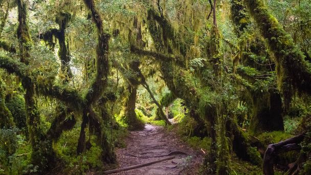 Az elvarázsolt erdő a carretera austral, Bosque encantado Chile patagonia részlete - Fotó, kép