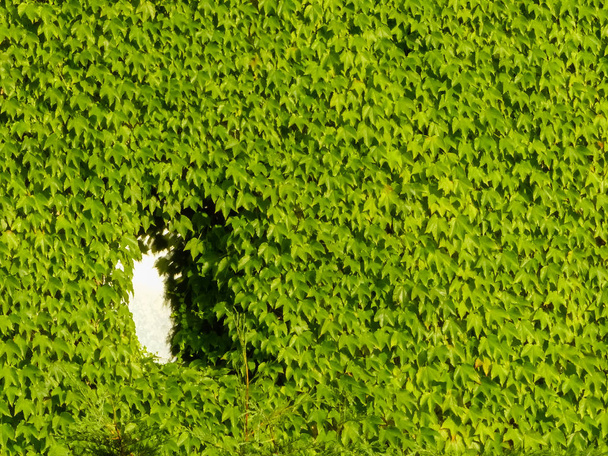 Natural Green leaves wall background, window - Photo, Image