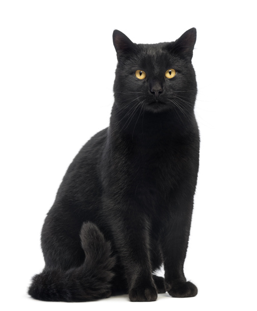Chat noir assis et regardant la caméra, isolé sur blanc
 - Photo, image