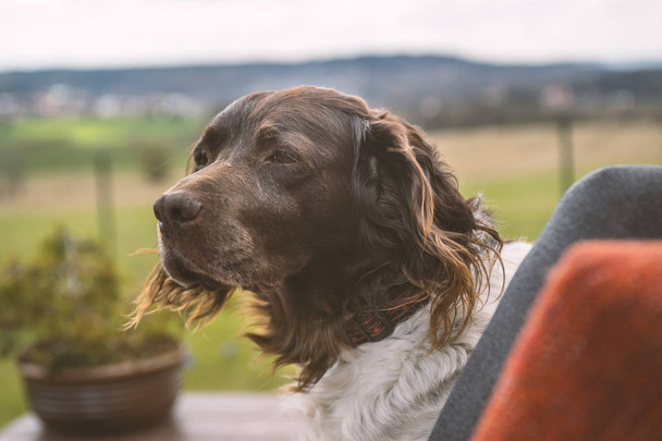 The setter dog sitting on the outdoor - Photo, image