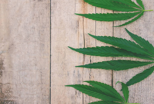 Erbe e foglie di cannabis per il trattamento di brodo, tintura, estratto, olio. Concentrazione selettiva. natura - Foto, immagini