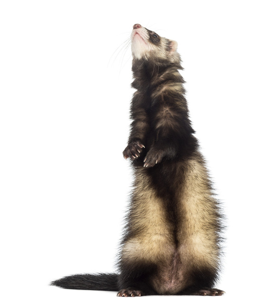 Ferret standing on hind legs and looking up, isolated on white - Photo, Image