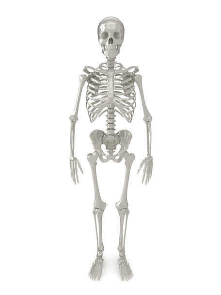 Skeleton vooraanzicht - Foto, afbeelding