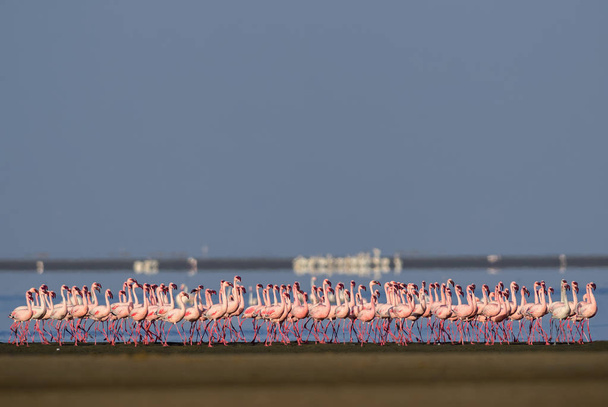 Kis flamingó - Phoeniconaias kisebb, gyönyörű rózsaszín flamingó a Dél-afrikai strandok, Walvis Bay, Namíbia. - Fotó, kép