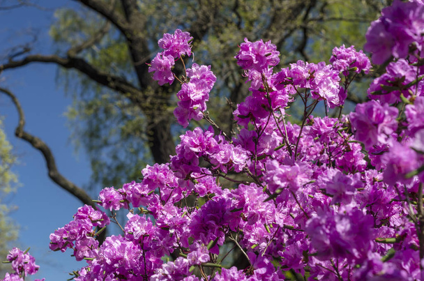 Flowering shrubs rhododendron against the blue sky. Spring sunny day and blooming bright purple bush close-up. Bright floral greeting card. - Foto, Bild
