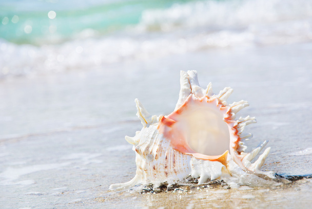 big seashell on sandy beach in wave splashes - Photo, image