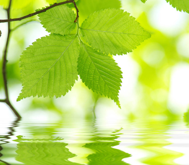 green leaves over green background - Фото, зображення