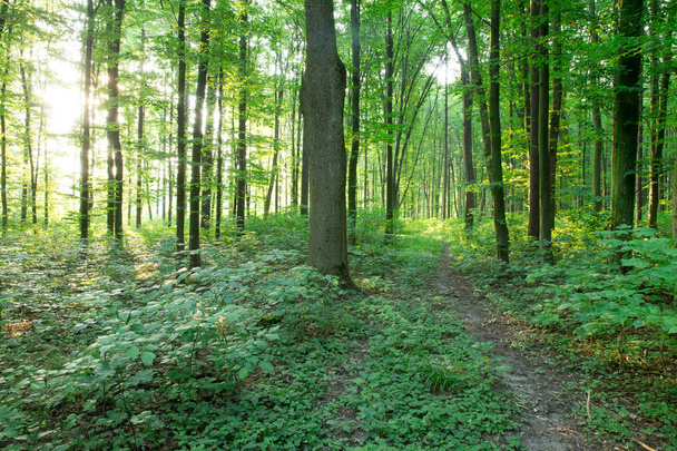green Forest trees. nature green wood sunlight backgrounds - Fotoğraf, Görsel