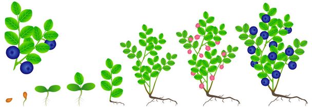白い背景の上のブルーベリーの植物の成長のサイクル. - ベクター画像