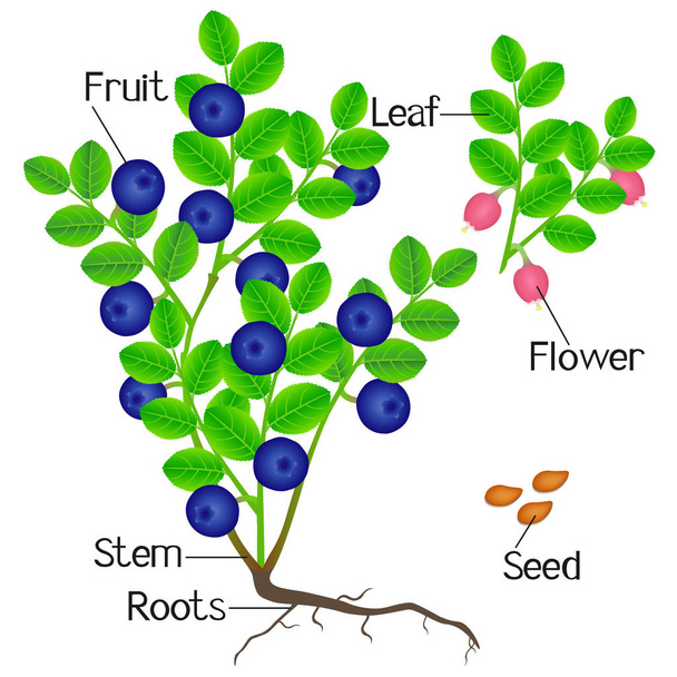 Ilustracja pokazuje części rośliny blueberry. - Wektor, obraz