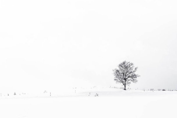 雪の冬の季節に孤独な木と美しい屋外の風景 - 写真・画像