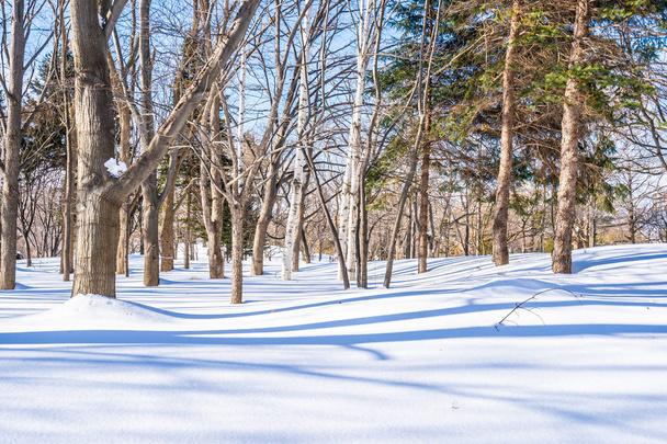 Bellissimo paesaggio con albero nella stagione invernale neve per i viaggi a Hokkaido Giappone
 - Foto, immagini
