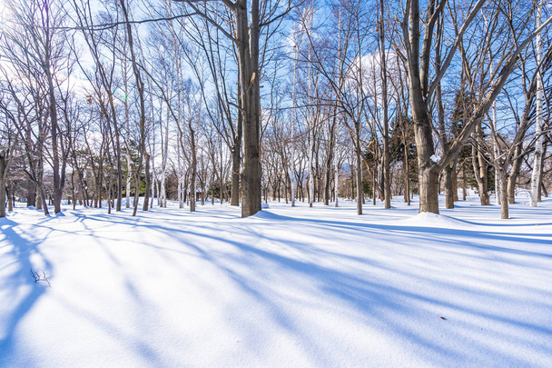 Beautiful landscape with tree in snow winter season for travel at Hokkaido Japan - Valokuva, kuva