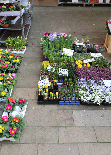 street stall with potted flowers and the price - Photo, Image
