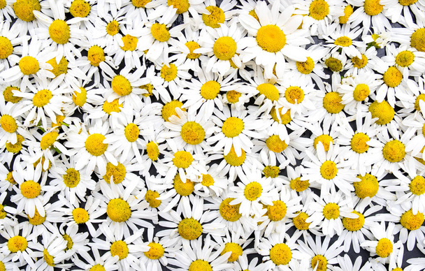 Blossoming white and yellow chamomile, flowers background - Photo, Image