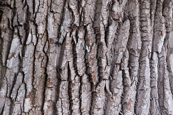bark of a large tree, texture - 写真・画像