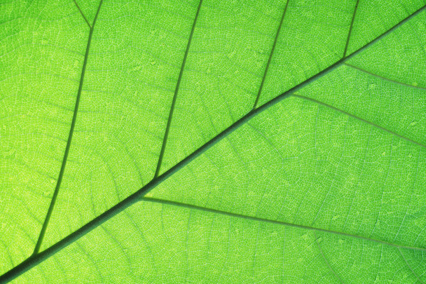 Gazdag zöld rim könnyű levél textúra átlátni a szimmetria véna szerkezete, gyönyörű természet textúra háttér koncepció, másol hely - Fotó, kép