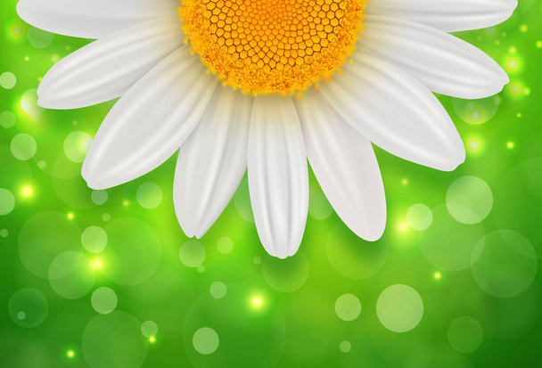 Green sunny background with white spring daisy flower - Foto, Imagen