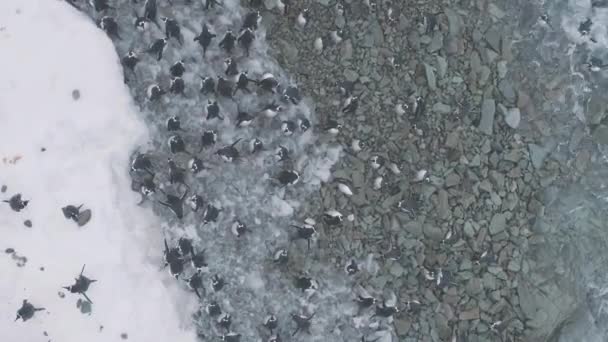 Etelämantereen rannikolla gentoo pingviini ryhmä antenni näkymä
 - Materiaali, video