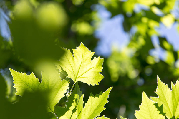 Beautiful maple leaves in nature - Foto, afbeelding