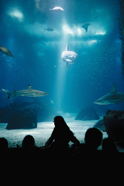 Υποβρύχιος κόσμος Oceanarium. Ομάδα ανθρώπων βλέποντας ψαριών σε μια Oceanarium. Ομορφιά του το Lisbon Oceanarium. Η σκοτεινή σιλουέτες των επισκεπτών για το φωτισμό - Φωτογραφία, εικόνα