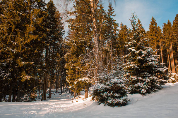 winter landscape in Harz Mountains National Park, Germany - Foto, Imagem