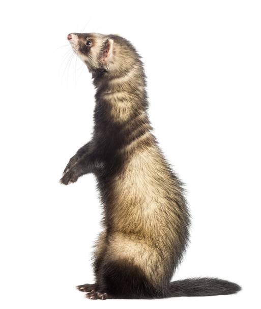 Ferret standing on hind legs and looking up, isolated on white - Photo, Image