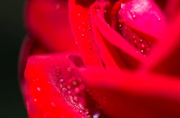 water droplets on a red rose - Fotó, kép