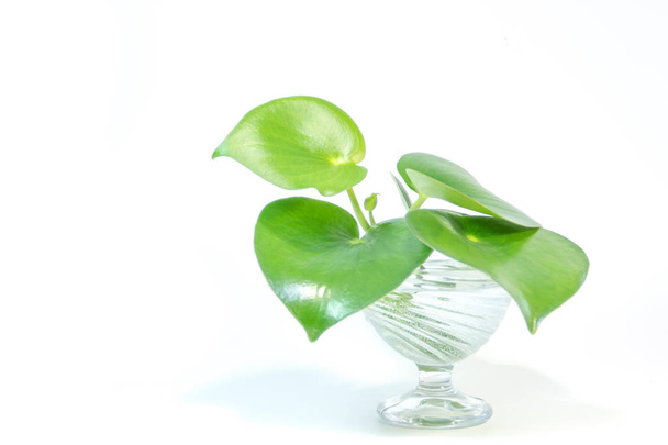 白い背景の上の丸い葉を持つ透明な花瓶に緑サダソウ属植物 - 写真・画像