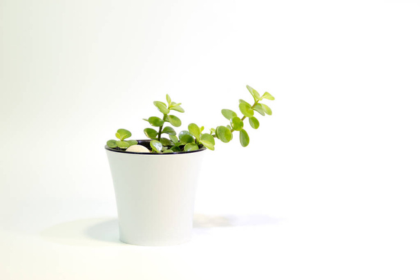 Beyaz bir arka plan üzerinde beyaz yaprakları ile bir tencerede sulu yeşil bitkiler - Fotoğraf, Görsel