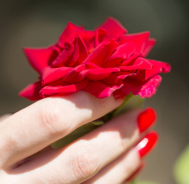 red manicure and red rose - Foto, imagen