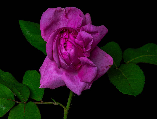 Dark pink rose Free Stock Photos, Images, and Pictures of Dark