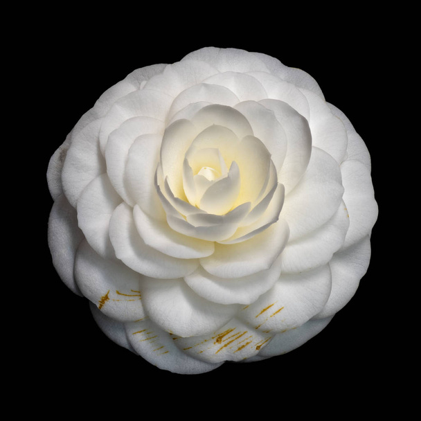 Výtvarného umění zátiší květinové Barva květu makro portrét jediné izolované žluté bílé plně rozvité kvetoucí kamélie květy na černém pozadí s detailní texturou, které jsou vidět z vrcholu - Fotografie, Obrázek