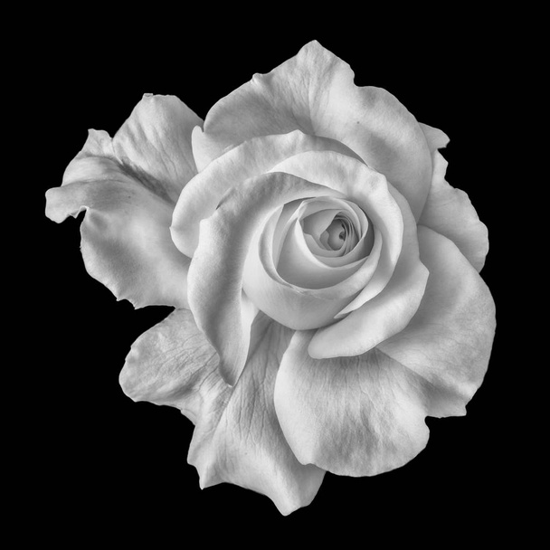 Fine art still life monochrome flower top view macro photo of a wide open blooming white rose blossom with detailed texture on black background - Photo, Image