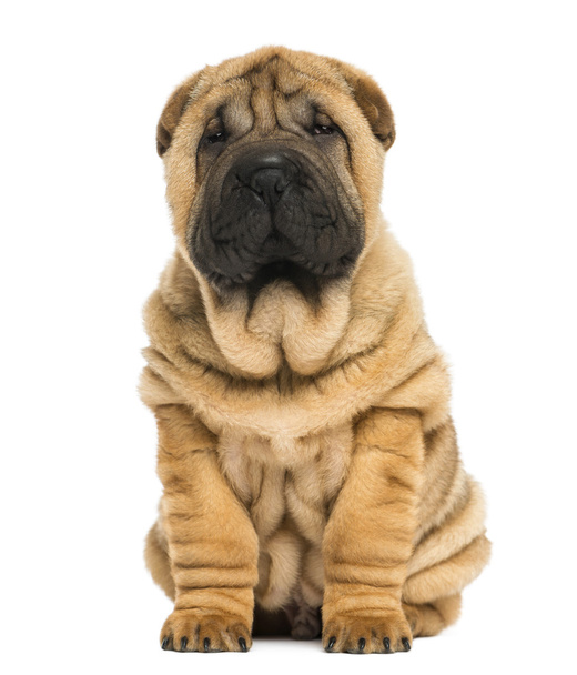 Front view of a Shar pei puppy sitting and looking at the camera - Foto, imagen