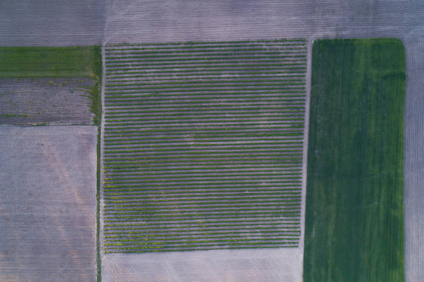 Aerial view of a field cut into different parts. Natural ornament - Фото, зображення