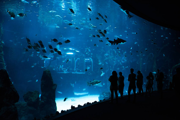 Las Palmas de Gran Canaria, Canary Islands, Spain - July 1st 2018: Visitors enjoy beautiful view of marine life in the biggest tank of new Aquarium Poema del Mar, with the largest curved window of methacrylate for exhibition, which exists in the worl - Valokuva, kuva