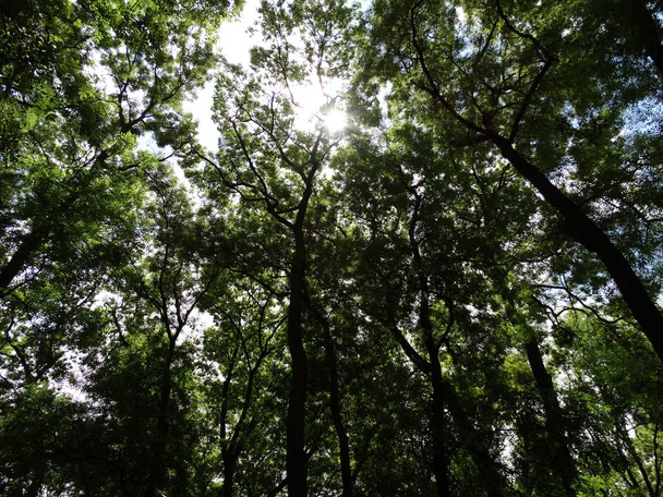 Árvores verdes em uma vista da floresta de baixo
 - Foto, Imagem