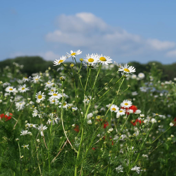 Dos flores rojas en un campo de flores de verano
 - Foto, imagen