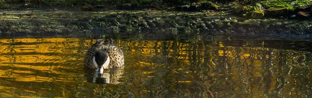 Lindo teal de prata nadando na água, espécie de pato tropical do Brasil
 - Foto, Imagem