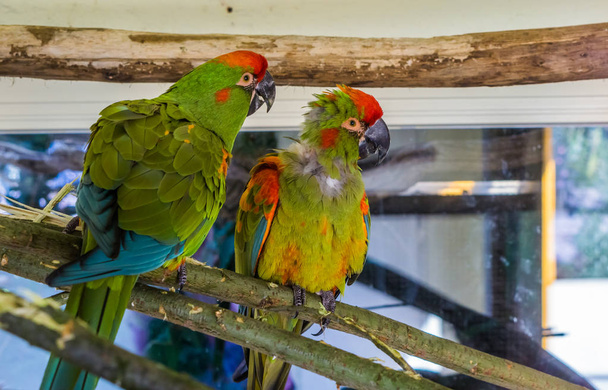 two funny red fronted macaw parrots sitting together on a branch, tropical and critically endangered birds from Bolivia - Photo, Image