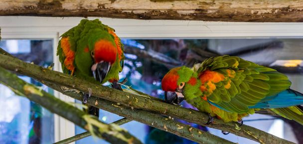 Два краснолобых попугая ара идут по ветке, используя свои клювы, тропические и находящиеся под угрозой исчезновения птицы из Боливии
 - Фото, изображение