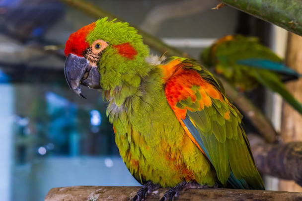 primo piano di un pappagallo dalla fronte rossa, ritratto di un uccello tropicale in pericolo di estinzione proveniente dalla Bolivia - Foto, immagini