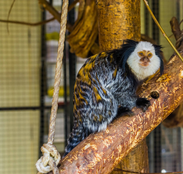 biały głowy marmoset, popularna małpa z Brazylii, egzotyczne słodkie zwierzaki - Zdjęcie, obraz